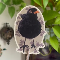 common blackbird sticker
