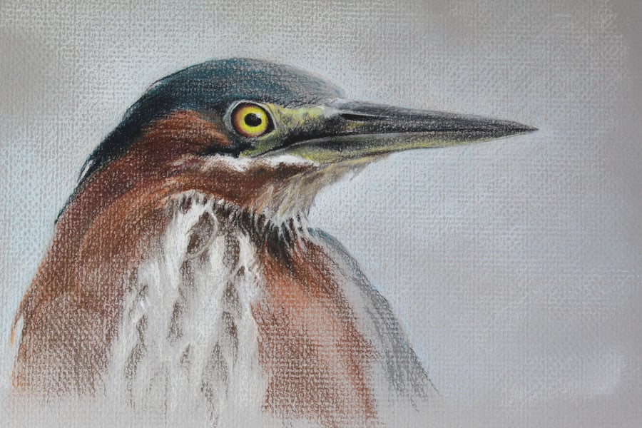 Image of Green Heron - Butorides virescens