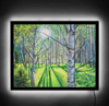 Light On White Birch Illuminated Print