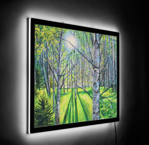 Image of Light On White Birch Illuminated Print