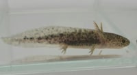 Image 4 of Wild Juvenile Axolotl