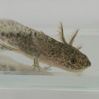 Image 5 of Wild Juvenile Axolotl