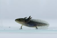 Image 1 of Axanthic Juvenile Axolotl