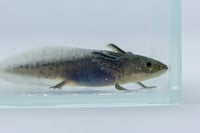 Image 2 of Axanthic Juvenile Axolotl