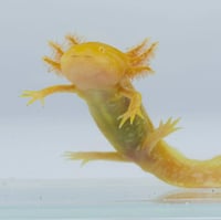 Image 1 of High Iridophore Golden Albino Sub-Adult Axolotl