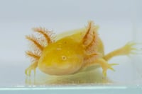 Image 2 of High Iridophore Golden Albino Sub-Adult Axolotl