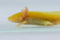 Image 3 of High Iridophore Golden Albino Sub-Adult Axolotl