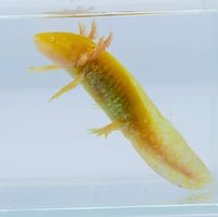 Image 5 of High Iridophore Golden Albino Sub-Adult Axolotl