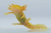 Image 4 of High Iridophore Golden Albino Sub-Adult Axolotl