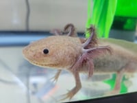 Image 1 of GFP Copper Axanthic Juvenile Axolotl