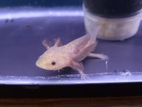 Image 2 of GFP Copper Axanthic Juvenile Axolotl