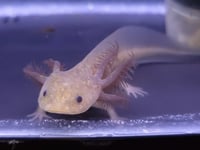 Image 3 of GFP Copper Axanthic Juvenile Axolotl