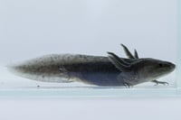 Image 2 of Black Melanoid Juvenile Axolotl