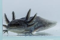 Image 3 of Black Melanoid Juvenile Axolotl