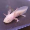 Albino Juvenile Axolotl
