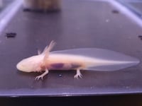 Image 3 of Albino Juvenile Axolotl