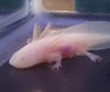 Albino Juvenile Axolotl