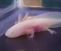 Image 2 of Albino Juvenile Axolotl