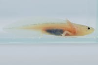 Image 2 of Leucistic Juvenile Axolotl