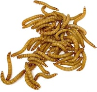 Live Mealworms