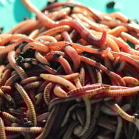 European Nightcrawlers