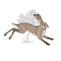 Image 3 of RUNNING HARE BLANK CARD