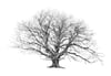 The King Beech