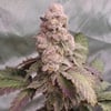 Purple Zelephant 