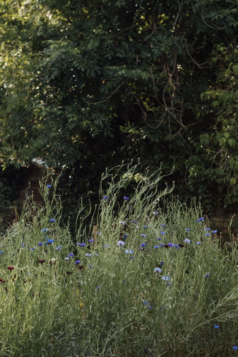 Image of BLOOM cornflowers at dusk