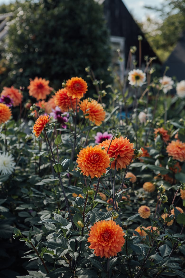 Image of BLOOM orange dahlias