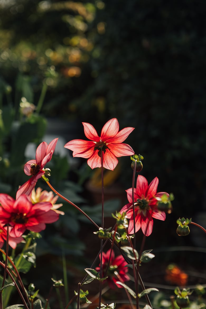 Image of BLOOM dahlias in light