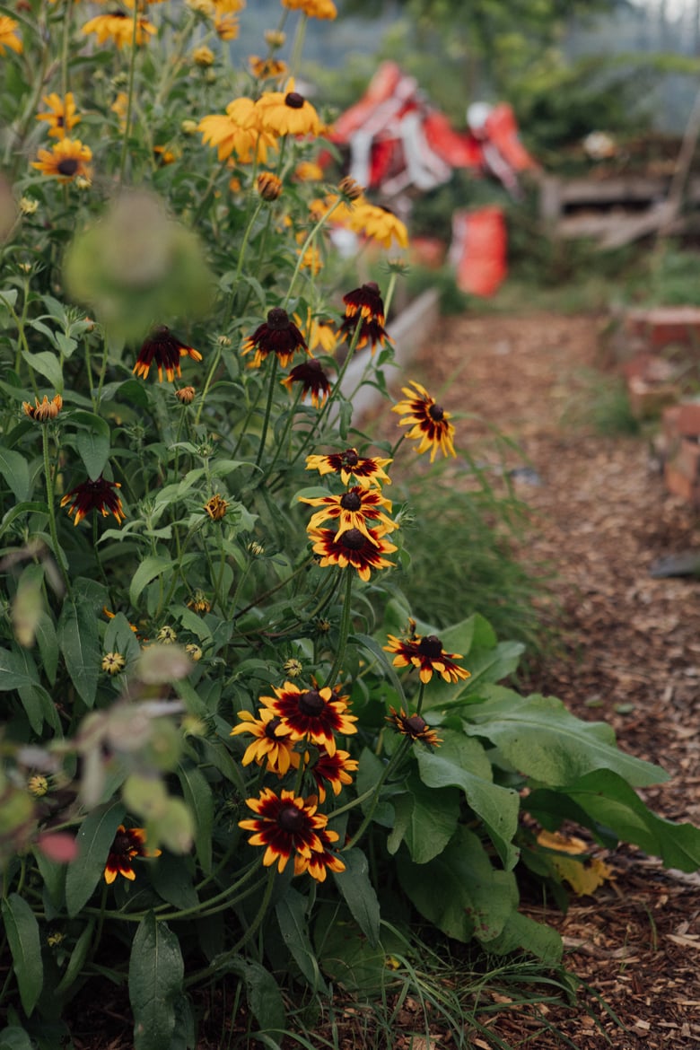 Image of BLOOM rudbeckia