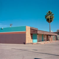 Untitled (Tucson Palm)