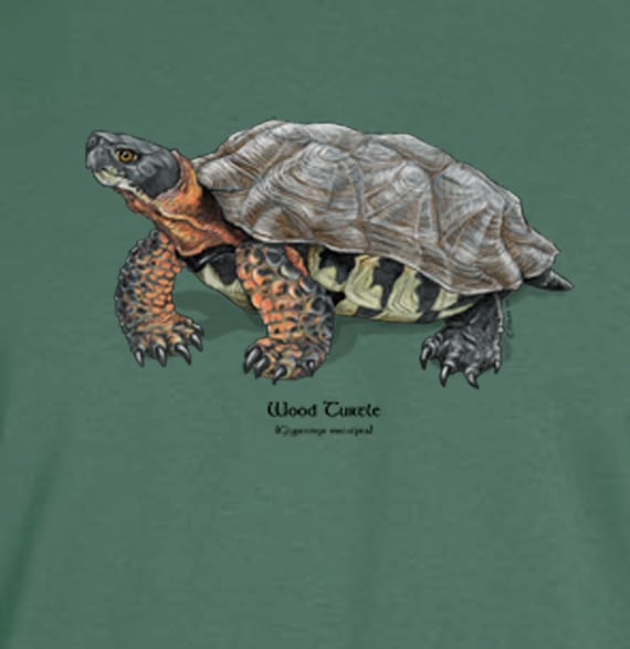 Turtle clearance t shirt