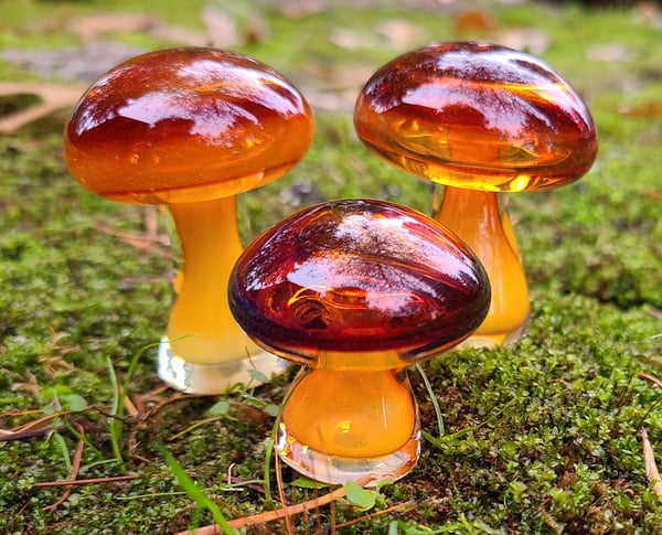 Image of Majik Mushroom Group #7