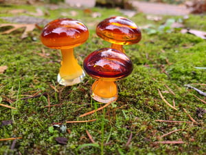 Image of Majik Mushroom Group #7