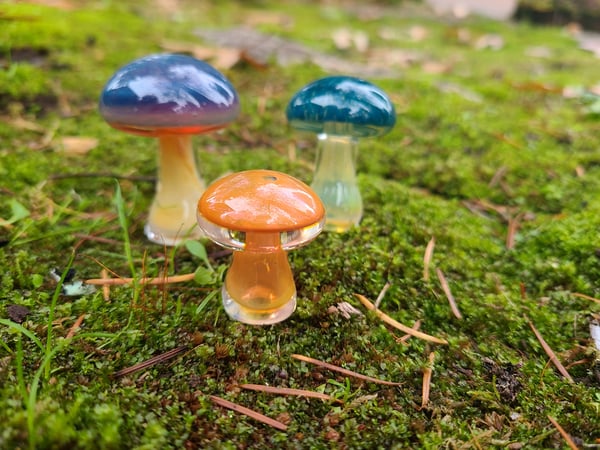 Image of Multi Mushroom Set