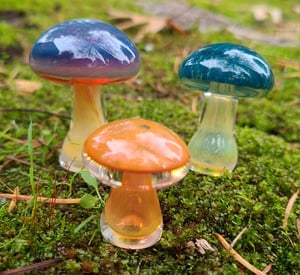 Image of Multi Mushroom Set