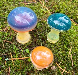 Image of Multi Mushroom Set