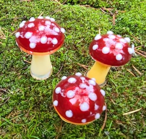 Image of Amanita Muscaria Mushroom Group #2