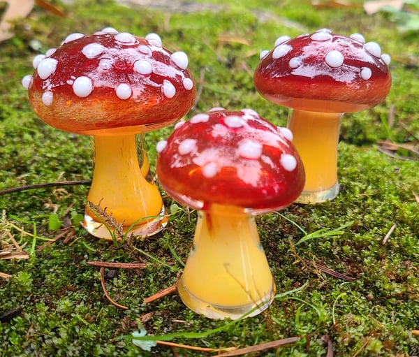 Image of Amanita Muscaria Mushroom Group #3