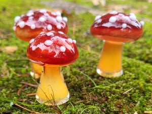 Image of Amanita Muscaria Mushroom Group #3