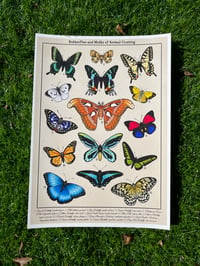 Image 2 of Butterflies of ACNH Print