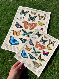 Image 3 of Butterflies of ACNH Print