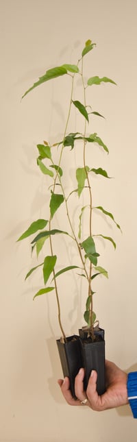 Image 3 of Eucalyptus Regnans - Mountain Ash