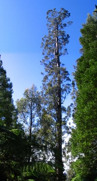 Image 1 of Eucalyptus Regnans - Mountain Ash