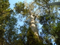 Image 4 of Eucalyptus Regnans - Mountain Ash