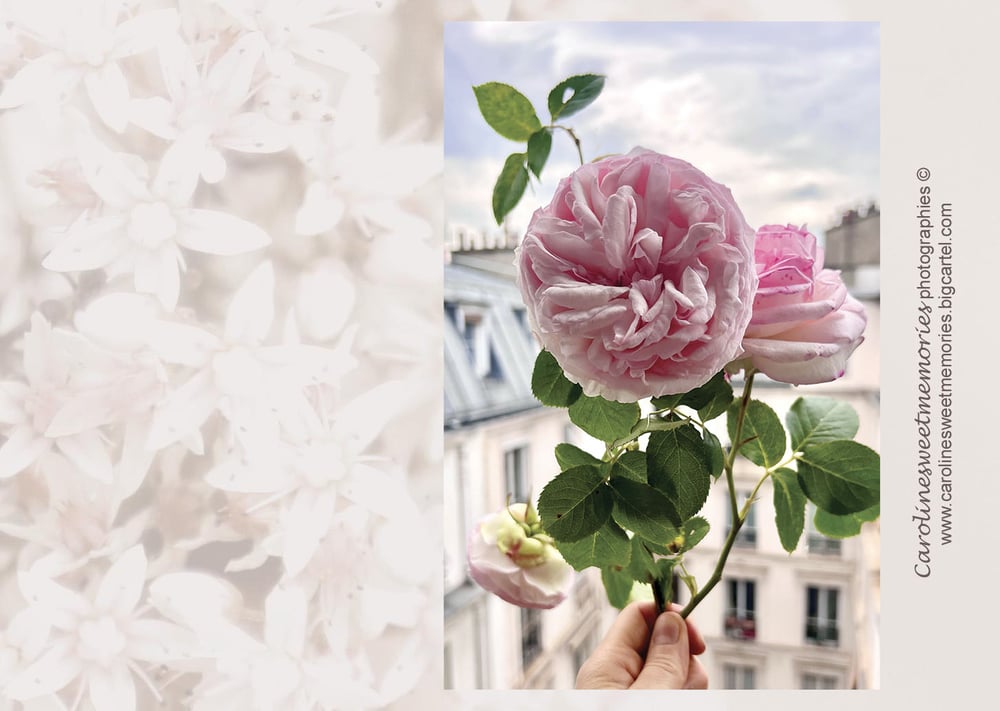 Image of Les roses à la fenêtre | carte postale