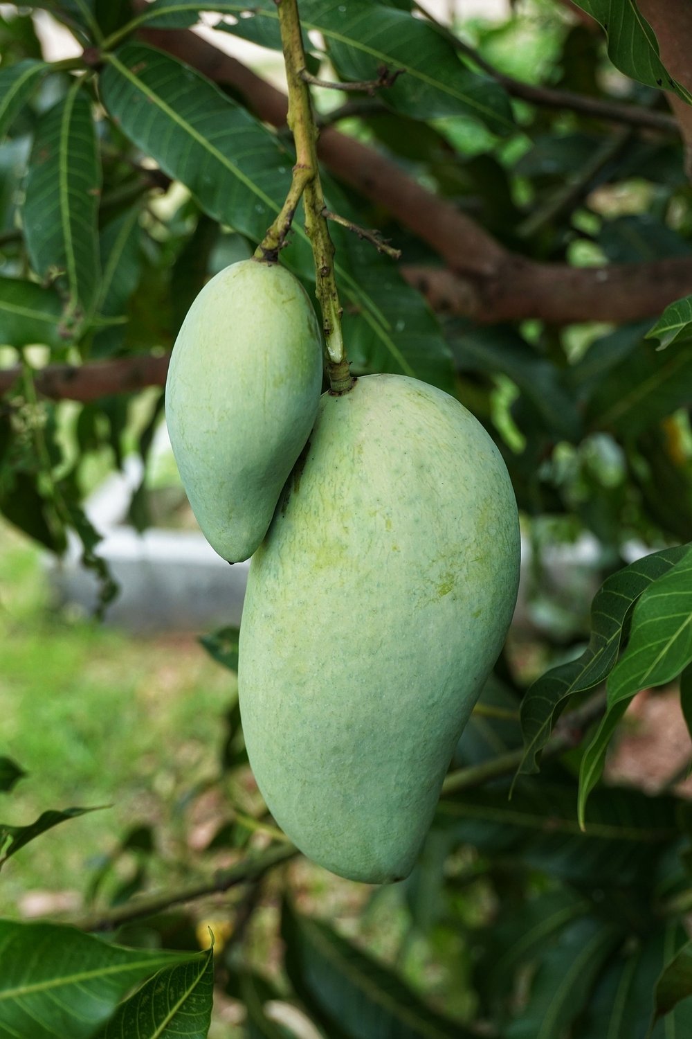 Magnificent Mango! Wild Mango Leaf Tea-Tumors-Cells-Autoimmune-Alzheimer-Parkinsons-Strokes