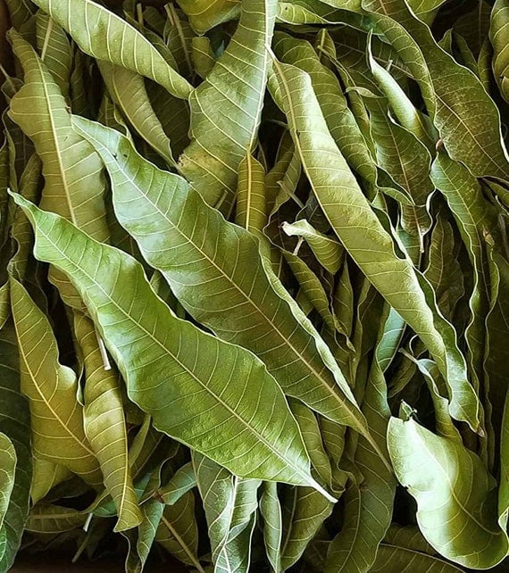 Magnificent Mango! Wild Mango Leaf Tea-Tumors-Cells-Autoimmune-Alzheimer-Parkinsons-Strokes